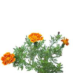 Marigold Jafri Flower