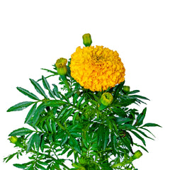 Marigold Yellow Plant