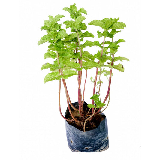 Spearmint / Mint / Pudina Plant