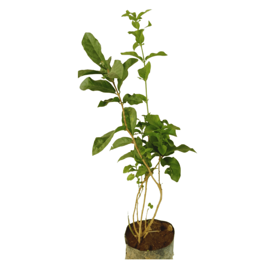 Jasminum Sambac - Mogra - Motiya -arabian Jasmine - Plant – Manbhawan 