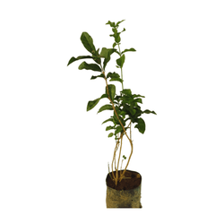 Purchase Arabian Jasmine Plant: Fragrant Botanical Acquisition, Buy Arabian Jasmine Bush: Online Garden Addition, Obtain Arabian Jasmine Plant: Digital Floral Transaction, Shop for Arabian Jasmine Online: Internet-based Botanical Purchase