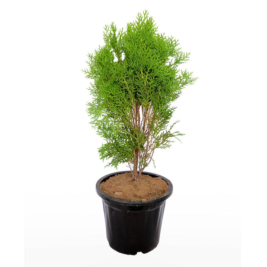 Morpankhi, Thuja Compacta with Pot