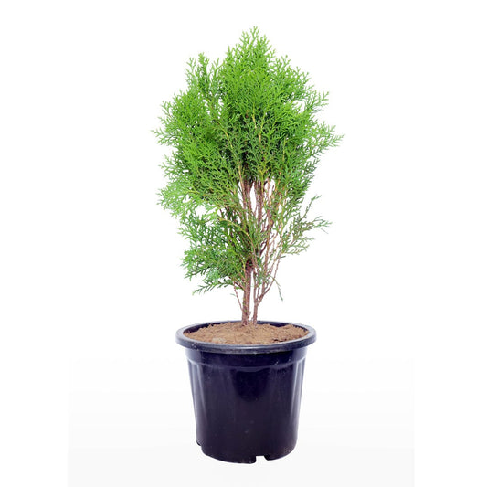 Morpankhi, Thuja Compacta with Pot