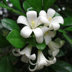 Kamini Murraya / Orange Jasmine Plant