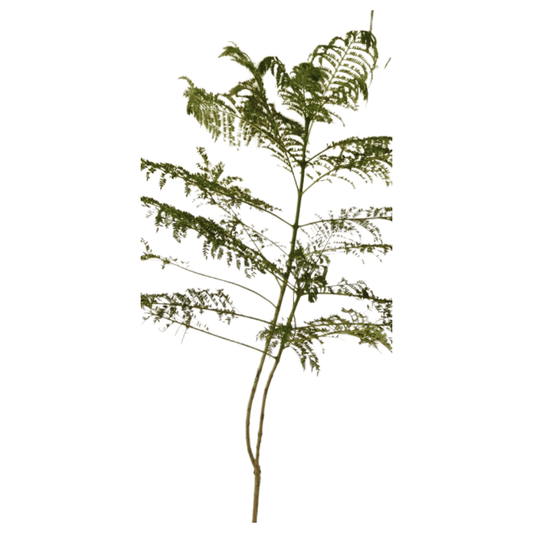 Neel Mohar, Jacaranda Mimosifolia - Plant