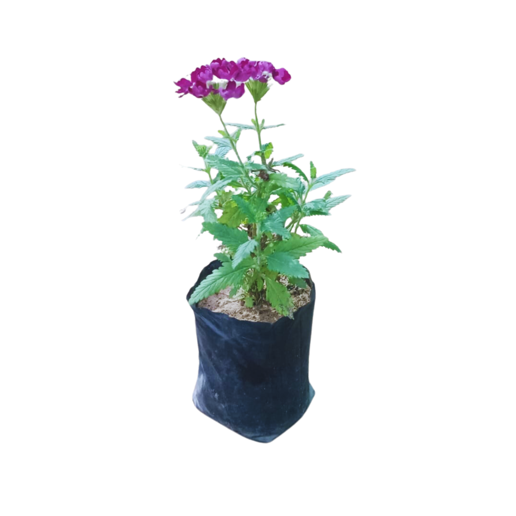 online verbena plants, verbena plants for home, online flowering plants for home, plants under 49, new arrival plants
