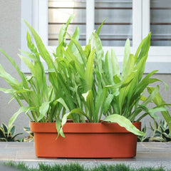 Oval Plastic  Planter with Tray - Window & Ground Planter