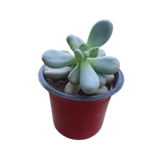 Pachyphytum Oviferum / Moonstone