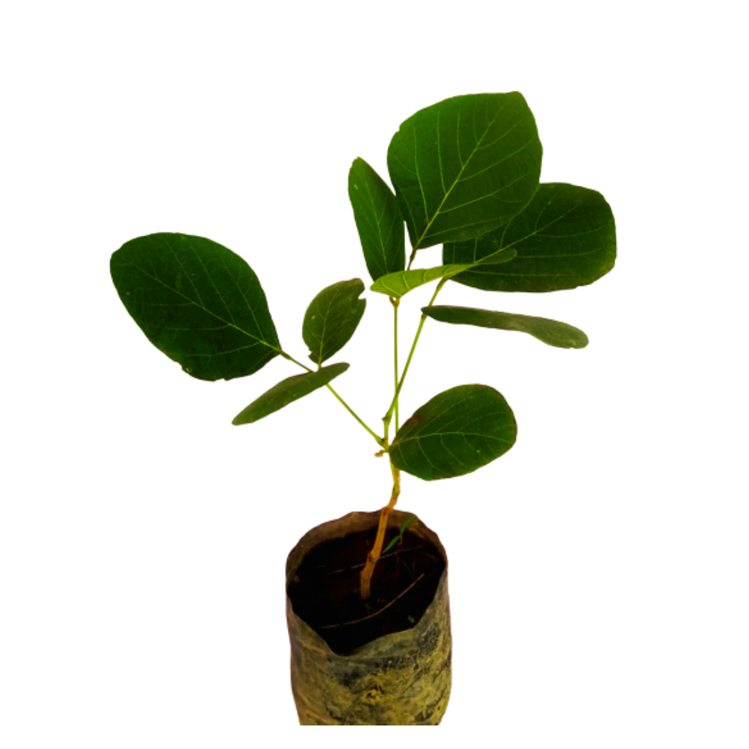 palash tree online, best plant for home, online fresh plant, palash tree online, fresh plant tree, shop for best palash plant