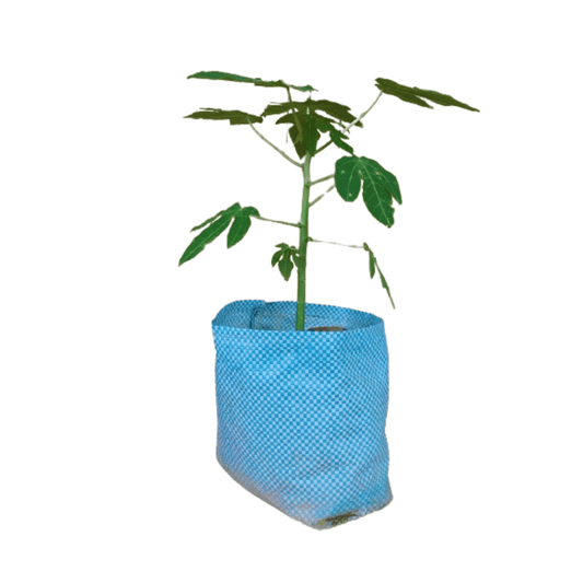 Papaya Plant