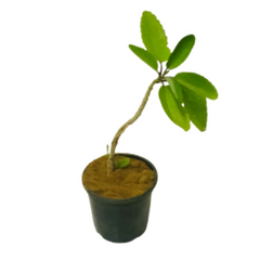 Patharchatta Plant / Kalanchoe Pinnata / Bryophyllum