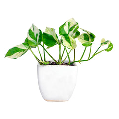 Money Plant Pearl Jade in 5 inch with Ceramic Pot Combo