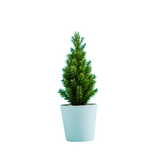 Pencil Pine - Cypress Plant