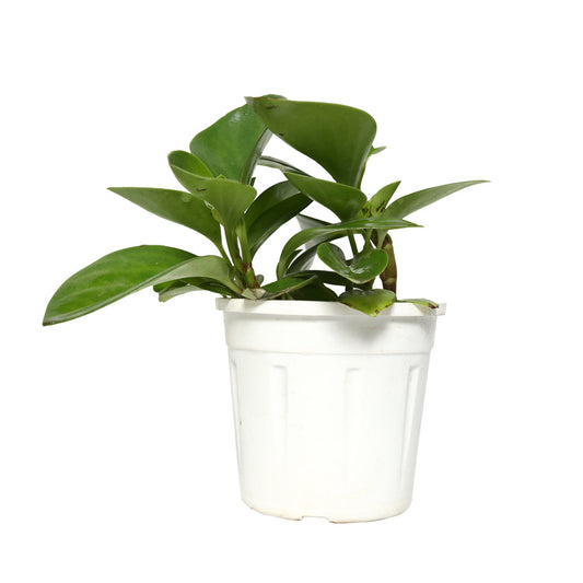 5 Best Air Purifying Plants Combo - Dieffenbachia, Petra Croton, Ficus Lyrata , Aglaonema, Peperomia