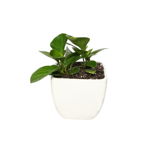 Peperomia Plant Gift in Square Top Ceramic Pot