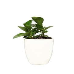 Peperomia Plant Gift in Square Top Ceramic Pot