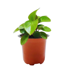 Peperomia Variegated Red Plant