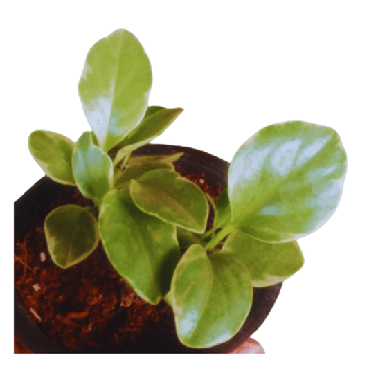 Peperomia Variegated