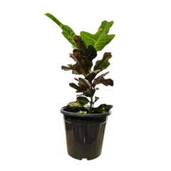 5 Best Air Purifying Plants Combo - Dieffenbachia, Petra Croton, Ficus Lyrata , Aglaonema, Peperomia