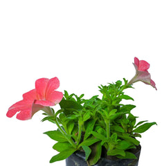 Petunia Plant