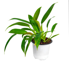 Philodendron - Martiana Plant