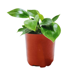 Philodendron Birkin