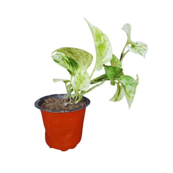 money plant philodendron Buy Philodendron Brasil Money Plant Online