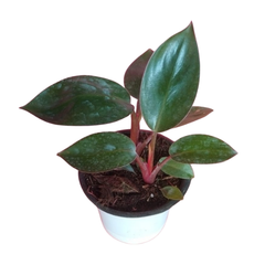 Philodendron Red Plant