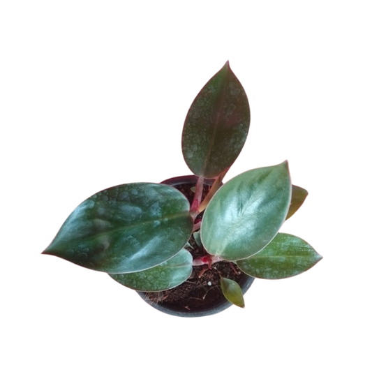 Philodendron Red Plant