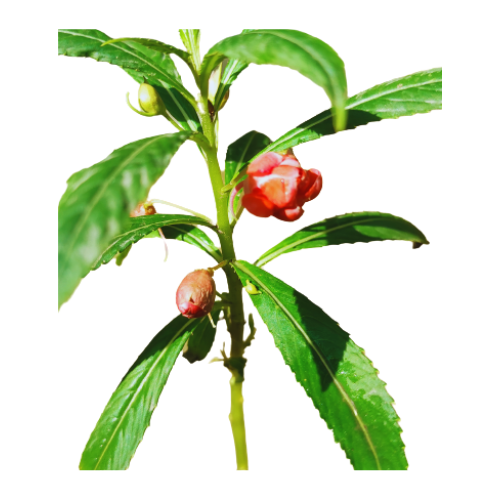 balsam plant on sale, new balsam plants under 50, fresh balam plants under 39, buy balsam plant online, fresh plant on sale