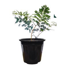 amla plant online, buy online amla plant, best medicinal plant online, new amla plants for garden, buy amla plant 