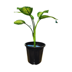 Online Shopping: Dieffenbachia Plant - Elegant Tropical Foliage for Your Home, Buy Dieffenbachia Plant Online - Bring a Touch of Nature to Your Indoor Space, Shop Now: Dieffenbachia Plant - Easy-Care Greenery for Your Living Environment