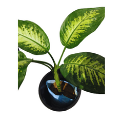 best plants nursery, shop for best plants near you, indoor plants, indoor plants for home, Order Dieffenbachia Plant Online - Enhance Your Home with Stylish Indoor Greenery, Purchase Dieffenbachia Online - Decorate with Lush, Variegated Foliage