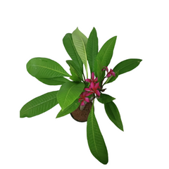 Plumeria Champa Red Plant