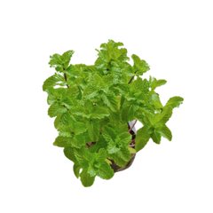 Spearmint / Mint / Pudina Plant