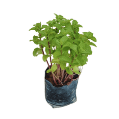 Spearmint / Mint / Pudina Plant