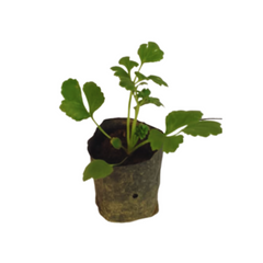 Buy Ranunculus / Buttercup Flower plant online, online buttercup plant, plants nursery online, online plants nursery in ghaziabad