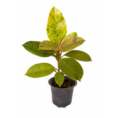 Rubber Plant Variegated