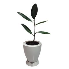 Rubber Plant Gift in CONVEX Self Watering Pot