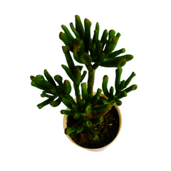 Bring whimsy to your space - Buy Crassula ovata Gollum online. Unique twisted leaves add charm. Elevate your collection with this distinctive succulent