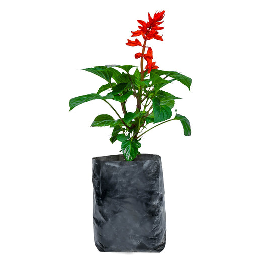 Salvia / Sage Plant