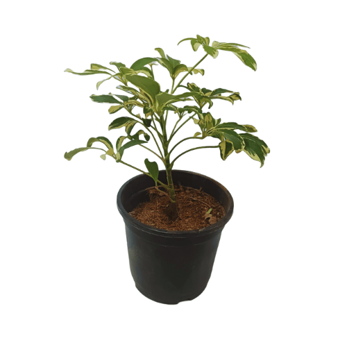 Schefflera Variegated White Plant