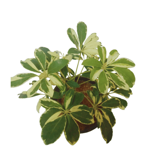 Schefflera Variegated White Plant