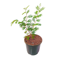 buy online shami plants, low maintenance plant, buy plants for home, online plants, plants nursery near me