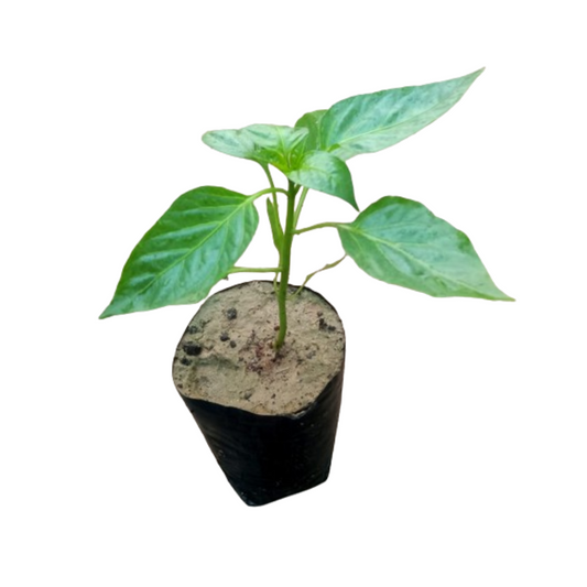 Capsicum - Shimla Mirch Plant: Elevate your harvest, Premium variety for garden freshness and flavor, Harvest excellence with our Capsicum variety