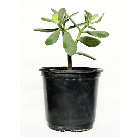 Crassula Ovata / Silver Jade Plant