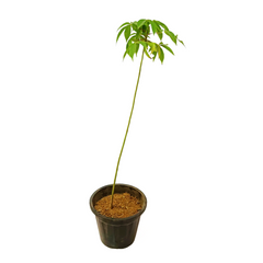 Simlu Plant