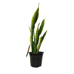 Beat The Stress & Anxiety Combo - Snake Plant Golden, Jade Plant, Aloe Vera Succulent