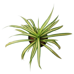 Chlorophytum, Spider Plant