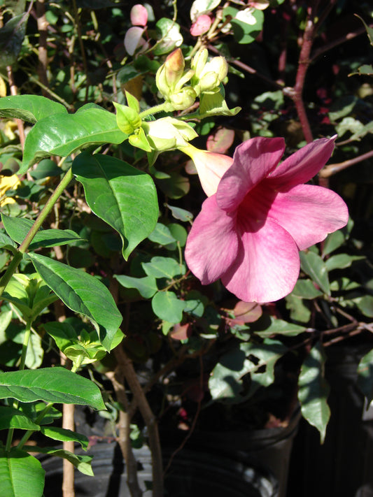 Violet Allamanda Flower / Amunda Plant